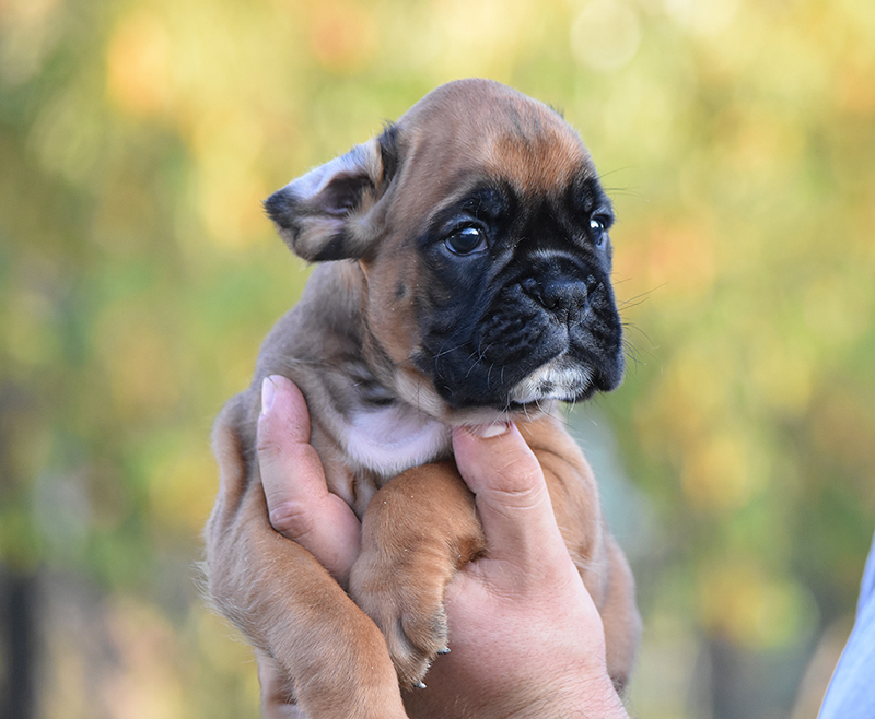 R litter - gallery