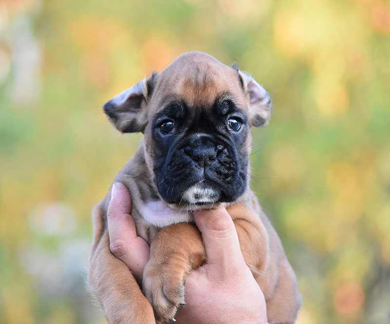 R litter - gallery