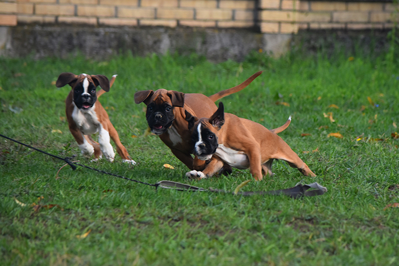 R litter - gallery