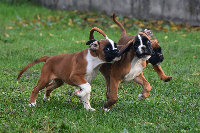 R litter - gallery