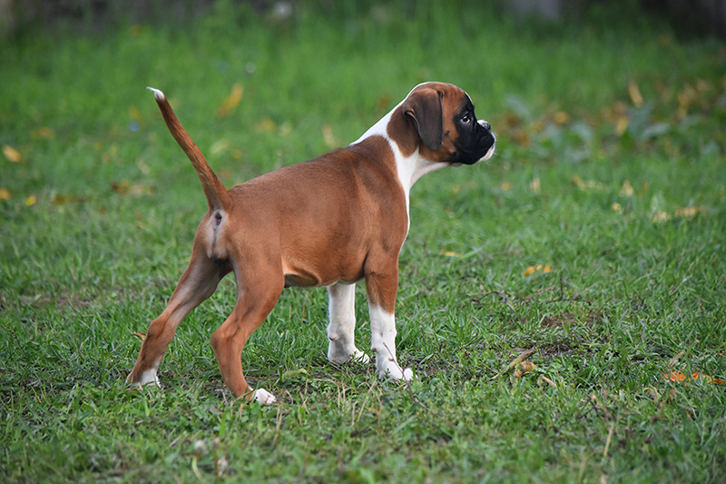 R litter - gallery