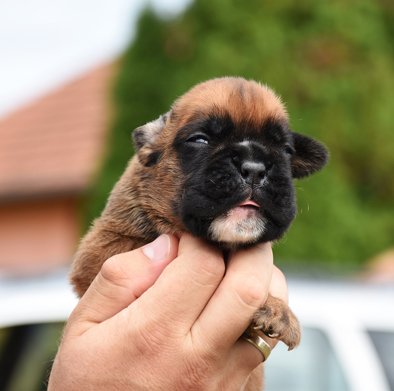 R litter - gallery