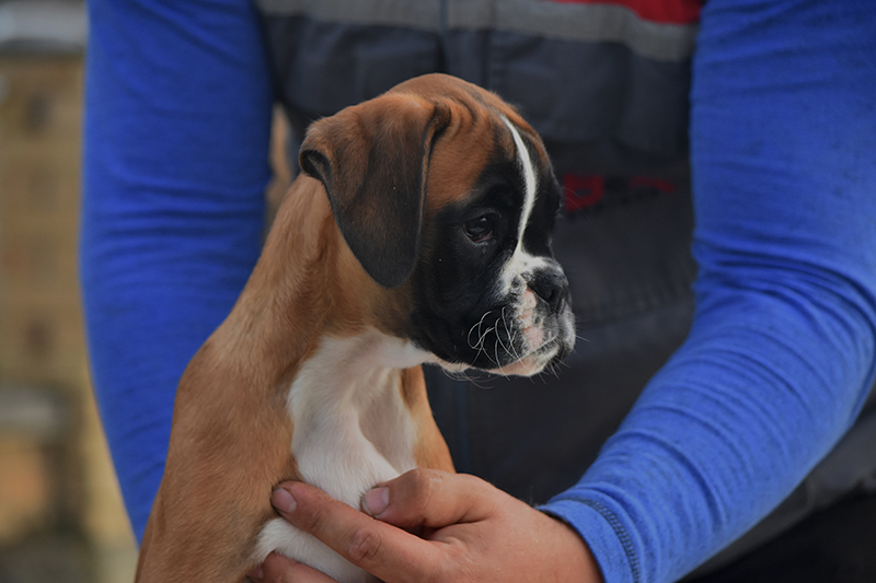 R litter - gallery