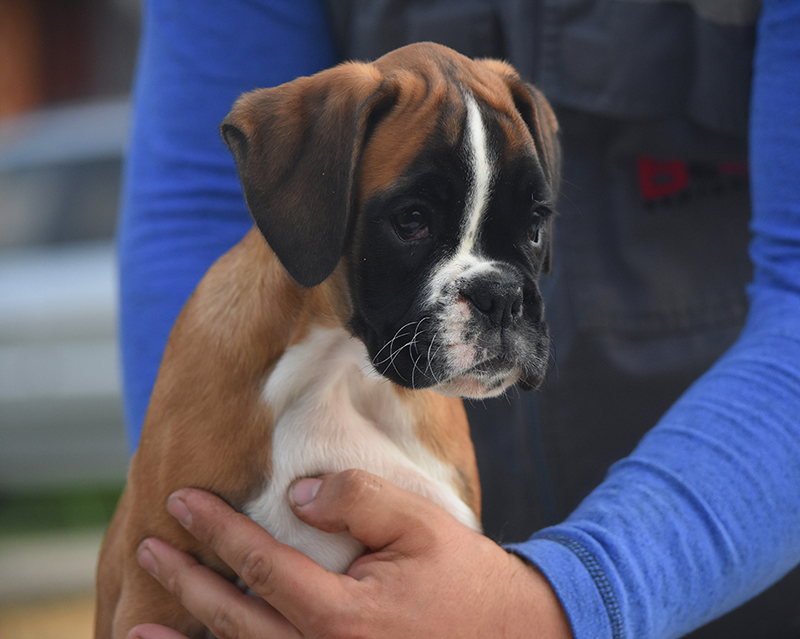 R litter - gallery