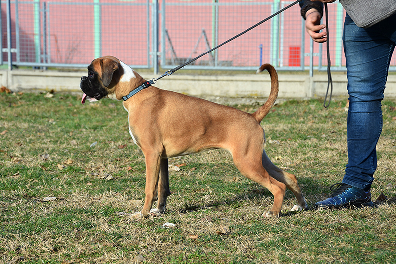 R litter - gallery