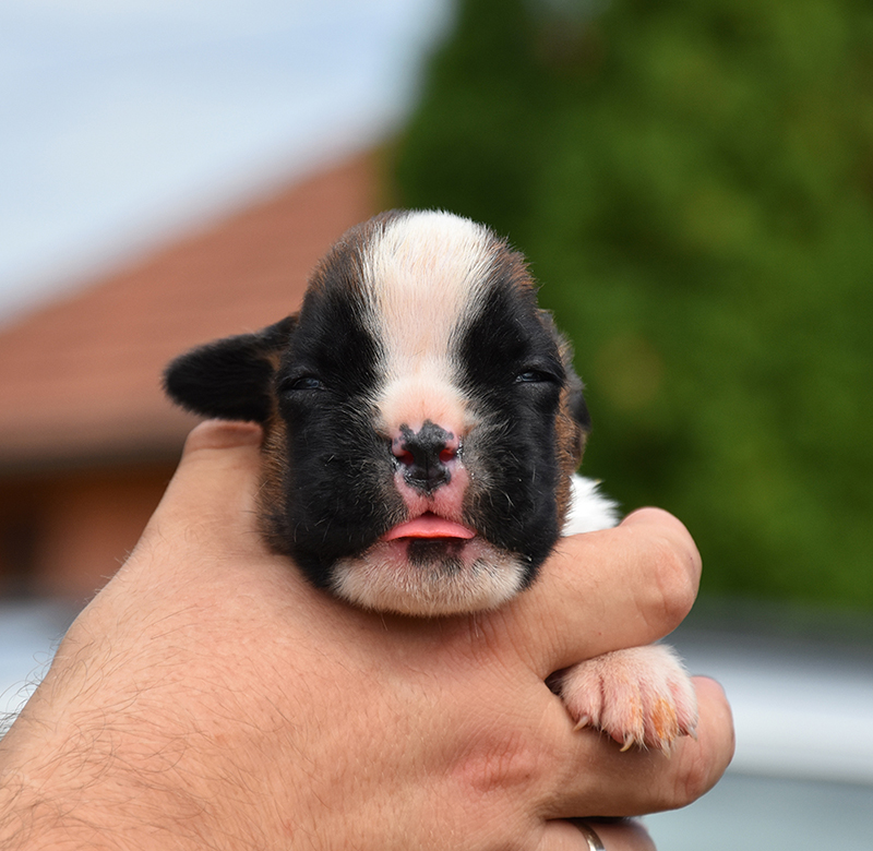 R litter - gallery