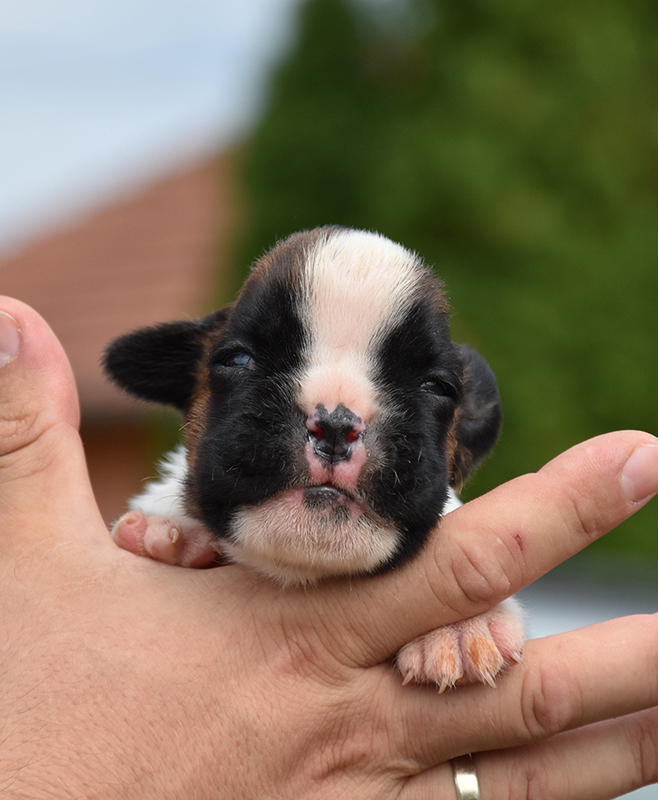 R litter - gallery