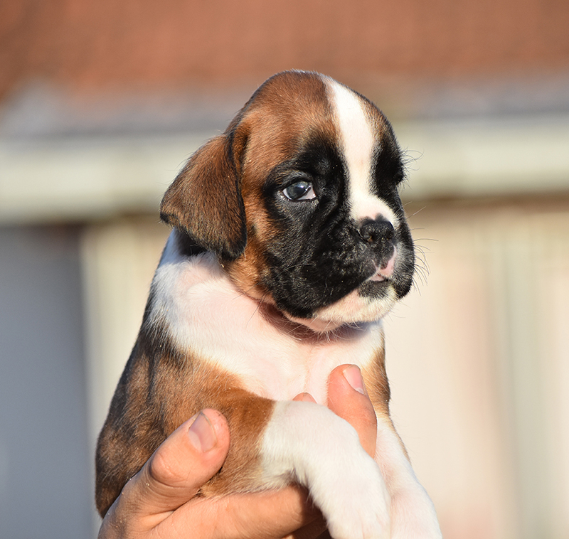 R litter - gallery