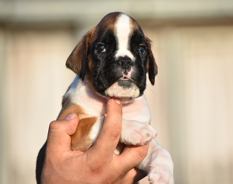 R litter - gallery