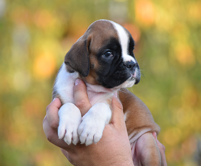 R litter - gallery